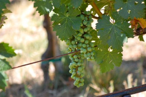 Blog nappa grapes