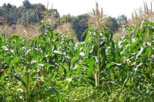 blog corn field