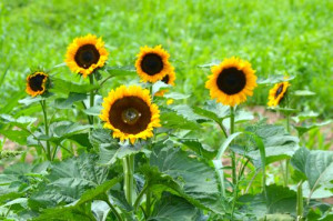 blog sunflowers